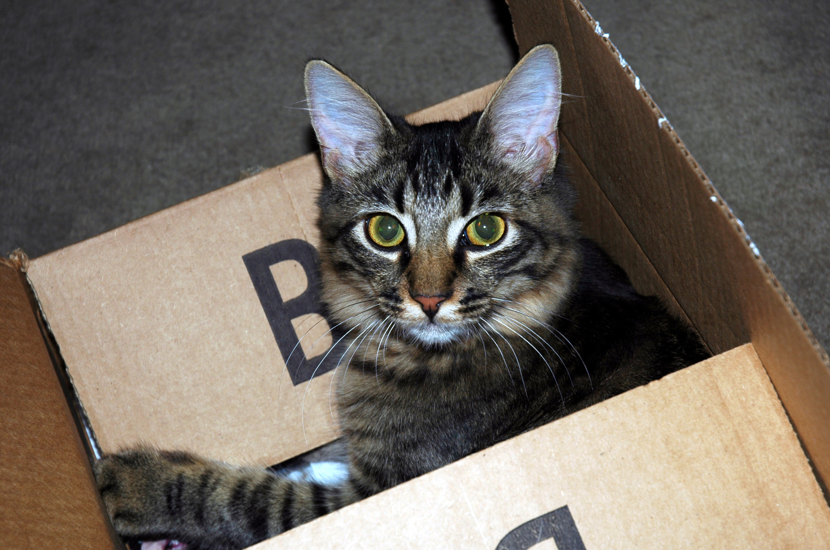 Tony In Box